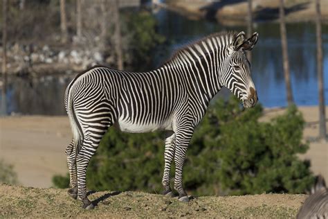 Grevys Zebra San Diego Zoo Wildlife Alliance Flickr