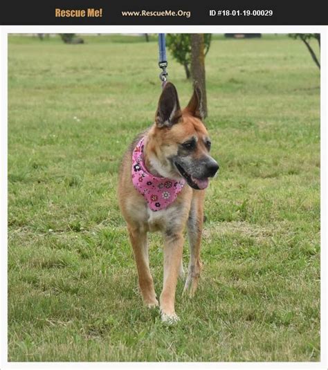 Someone from german shepherd rescue scotland will contact you to tell you if your application to adopt has been accepted. ADOPT 18011900029 ~ German Shepherd Rescue ~ Edgewater, NJ