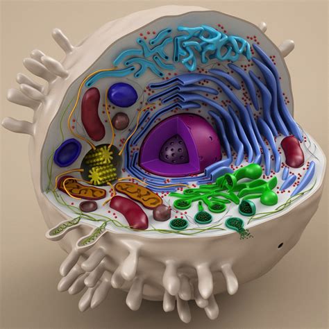 Cell Animal 3d Model Animal Cell Project 3d Animal Cell Project