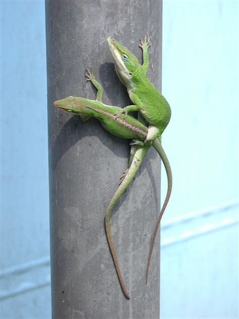 The main reason is your health! How to Get Rid of Green Anoles in the Garden (Naturally ...