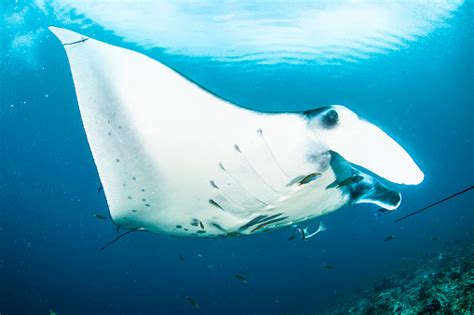 Oceanic Manta Ray Stock Photo Download Image Now Istock