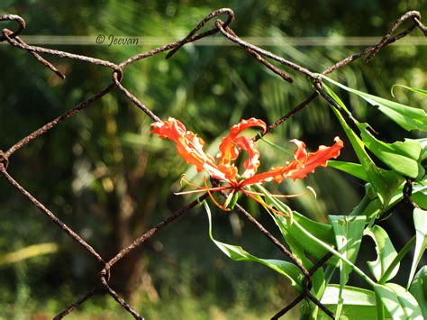 Registration for tamilcube gold™ tamil here is a collection of names of flowers in english, hindi, sanskrit, tamil and malay with scientific botanical names. Jeevan's World: Gloriosa Lily - The state flower of Tamil Nadu