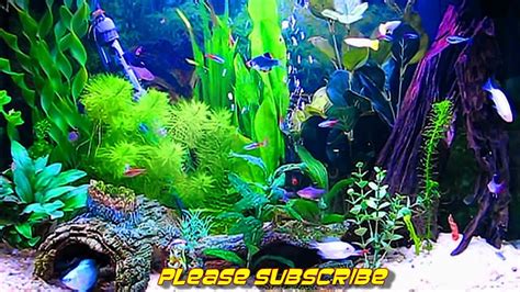 Amazing Hd Aquarium Screensaver Free Windows And Android Youtube