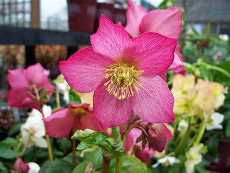We pack them carefully to ensure they arrive safely. Flower Homes: Hellebores Flowers