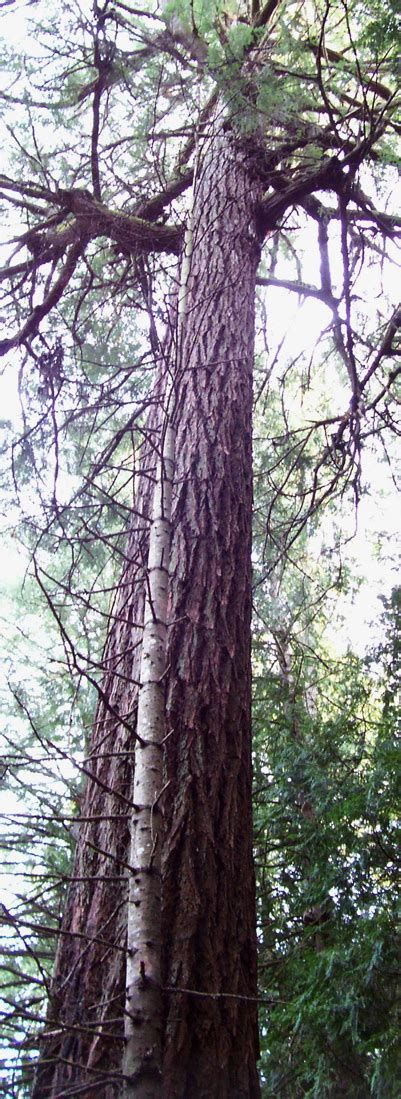 Vancouver Island Big Trees Victoria Regions Heritage Grove Trees