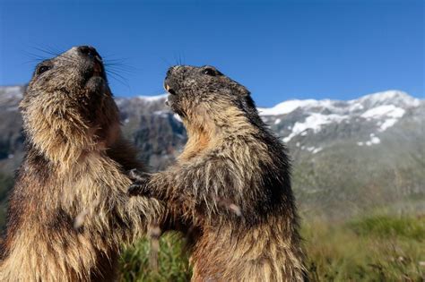 En Autriche Les Marmottes Posent Devant Le Grossglockner
