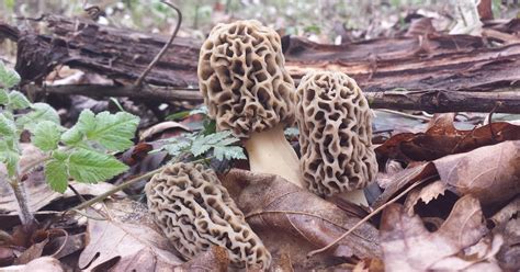 Largest Morel Mushroom Ever Found All Mushroom Info