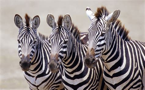 Three Beautiful Zebras Hd Wallpaper