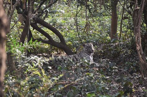Nandankanan Zoological Park Bhubaneswar What To Know Before You Visit
