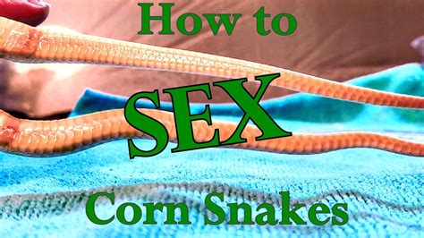 How To Sex Corn Snakes Answering Your Corn Snake Questions Breeder