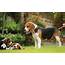 Beagle  Dog Breed Info Images Videos FAQs Beagles
