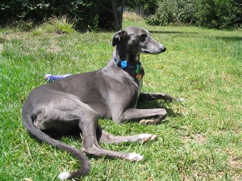 Greyhound Breed Guide Learn About The Greyhound