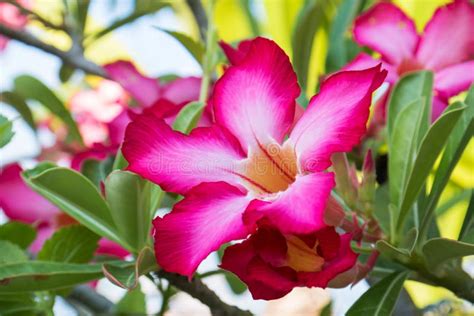 Desert Rose Tropical Flower Pink Adenium Stock Photo Image Of