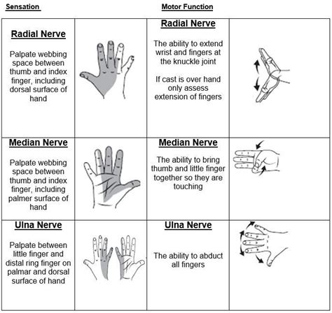 Nerves And Sensations Hand Therapy Occupational Therapy Activities