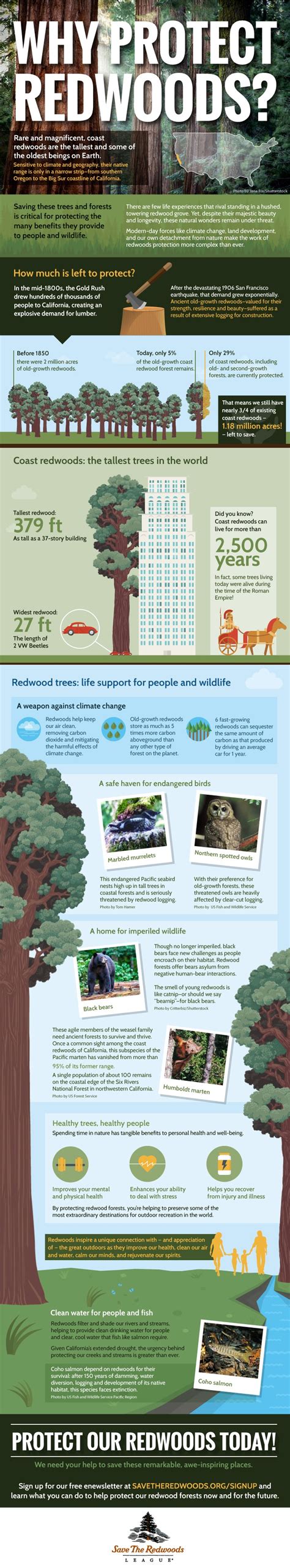 Infographic On Why Protect Redwoods By Save The Redwoods League