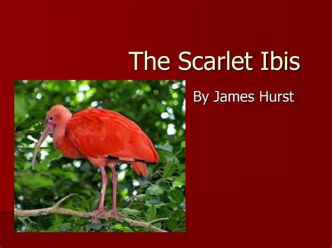 😎 What Is The Setting Of The Scarlet Ibis What Is The Plot For Scarlet