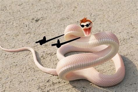 Pinterest Funny Animal Pictures Cute Snake Funny Animal Photos