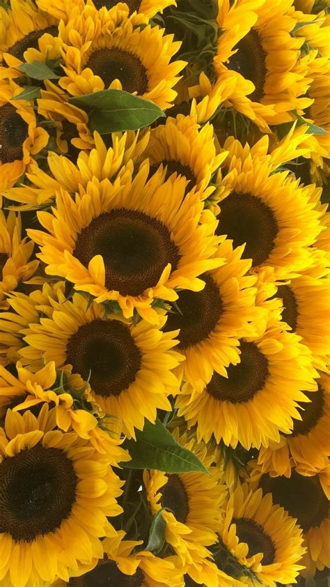 Sunflower Phone Wallpapers Top Free Sunflower Phone Backgrounds