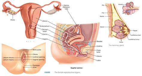 The Female Reproductive System Laminated Anatomical Chart Ph