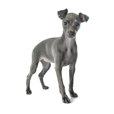 Italian Greyhound Puppy Buddy