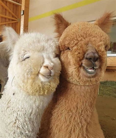 40 Cute Smiling Animals To Make Your Day Four Paw Square