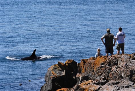 Hiking The Whale Trail — A Walkable Guide To Whale Watching In
