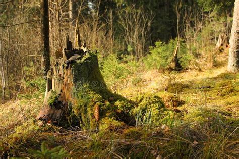 Aged Tree Stump Covered With Green Moss Rotten Stump That Is Part Of A
