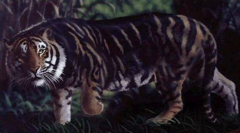 Black Tiger Adorable Animals And Other Living Things