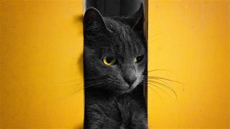 Animals Yellow Black Cats Mammals Animal Eyes 2048x1152