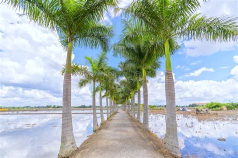 Cuban Royal Palm Trees Planted Along A Rural Road Stock Image Image