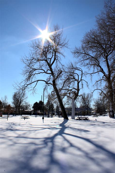 Winter Sun And Tree Shadows On Snow Picture Free