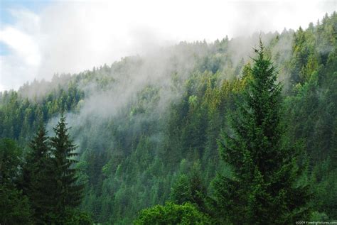 Coniferous Forest Forest Pictures Natural Landmarks Forest