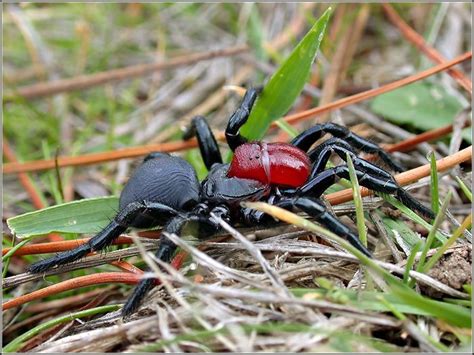 Missulena Occatoria Aka Red Headed Mouse Spider Dangerous Spiders