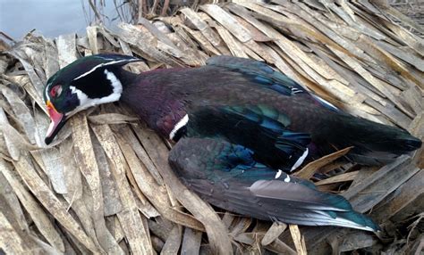 Hundreds Of Ducks Struck Dead In Freak Weather Event Theperrynews