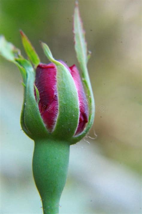 Pink Rose Bud Blossom Blooming On The Garden Stock Image Image Of
