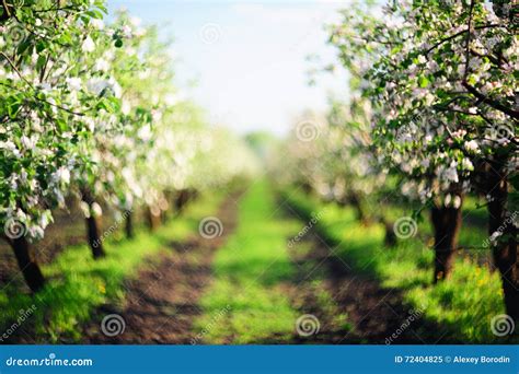 Alley Of Blooming Apple Trees In Sunset Defocused Stock Image Image