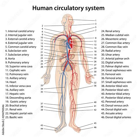 Labelled Diagram Of Circulatory System My XXX Hot Girl
