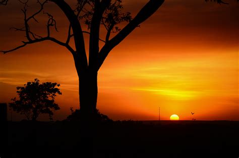 Free Images Tree Horizon Silhouette Sun Sunrise Sunset Sunlight