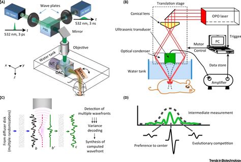 Photoacoustic Molecular Imaging From Multiscale Biomedical