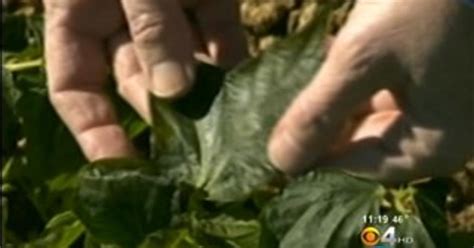 Emergency Order Extended To Allow For Transporting Freeze Vulnerable Crops Cbs Miami