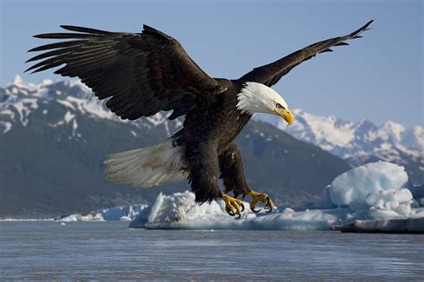 1920x1080px 1080p Free Download Bald Eagle Landing Wings Bird