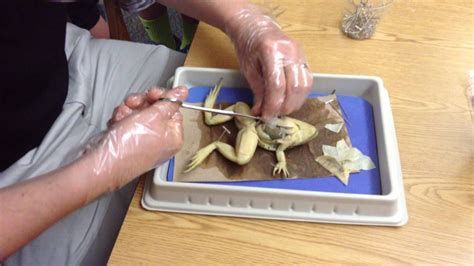 Frog Dissection Sixth Grade Frog Dissection Science Experiments For