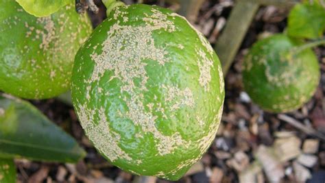 Common Citrus Tree Problems And How To Deal With Them Nz