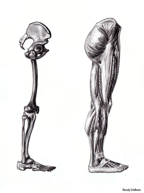 Lower Limb Anatomy Study By Randys01 On Deviantart