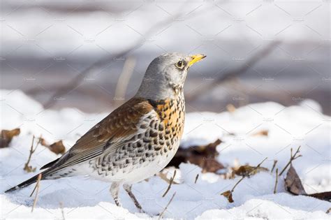 Snowbird In The Snow ~ Animal Photos ~ Creative Market
