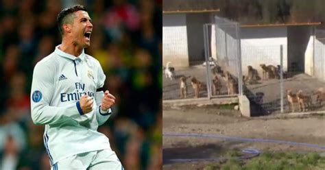 Cristiano Ronaldo Is A Hero Off The Field Too Saves 80 Dogs And