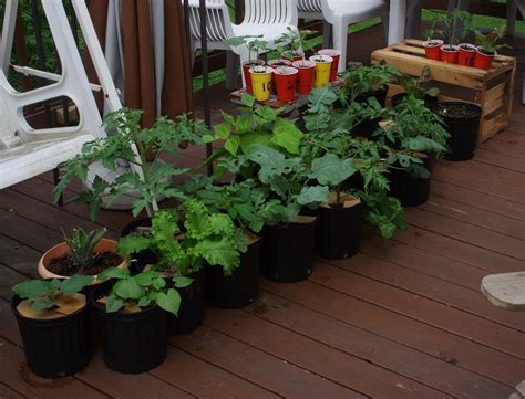 19 Easy To Do Ideas For Container Gardening