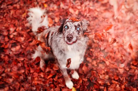 Wallpaper Colorful Leaves Fall Animals Dog 1920x1274