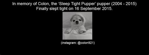 7 Best Rsleeptightpupper Images On Pholder Sleep Tight Pupper