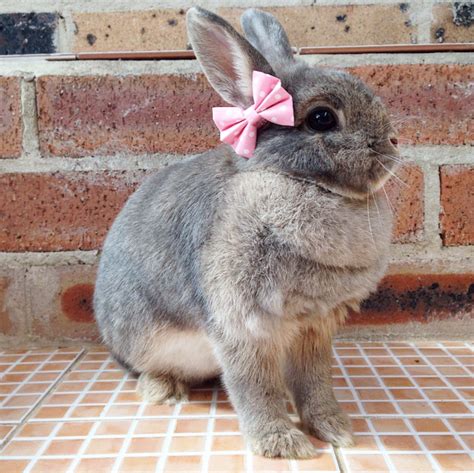 There are so many loving adoptable pets right in your community waiting for a family to call their own. Baby pink bows for bunnies pet rabbit bows pet rabbit
